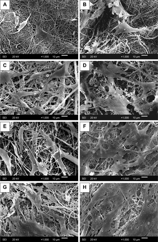 Figure 8 SEM images of BMSCs on the surface of (A, B) CS, (C, D) A0, and (E, F) A1 and (G, H) A2 after (A, C, E, G) 4 days and (B, D, F, H) 7 days of incubation.Abbreviations: BMSCs, bone marrow stromal cells; CS, chitosan; SEM, scanning electron micrograph.