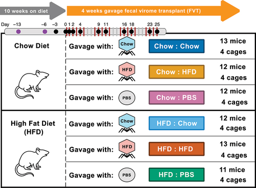 Figure 1. Study design. Recipient mice were fed chow or high-fat diet (HFD) for 14 weeks. After the first 10 weeks, fecal virome transplants (FVT) were administered via oral gavage every weekday for 4 weeks (red vertical bars) and feces were collected at regular intervals (dots). FVT were prepared in parallel from a separate group of donor mice on chow or high-fat diet. Gavage treatments consisted of chow-derived and HFD-derived viromes, as well as PBS controls. The study was conducted in 2 experimental replicates (i.e., trials). Trial 1 consisted of 4 mice per cage and 1 cage per treatment. Trial 2 consisted of 3 mice per cage and 3 cages per treatment. In Trial 2, we collected feces from 2 additional pre-gavage timepoints (purple dots). Five mice were omitted from the study due to death (one in Trial 1 HFD : PBS, one in Trial 2 HFD : PBS) or aggression toward other mice (one in each Trial 2 HFD : Chow, Chow : PBS, and Chow : HFD).