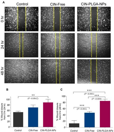 Figure 5 Effect of CIN-Free and CIN-PLGA-NPs on the migration of MDA-MB-231 cells using scratch wound assay. (A) Representative photomicrographs for the effect CIN-Free and CIN-PLGA-NPs on wound closure in MDA-MB-231 cells at 0, 24 and 48 hr. (B and C) Bar charts showing wound closure (%) in control untreated, CIN-Free-, and CIN-PLGA-NPs-treated cells. Values are presented as mean ± SD. One-way analysis of variance (one-way ANOVA) followed by Tukey’s post hoc test was applied for statistical analysis. Significant difference at **P < 0.01 and ***P < 0.001.