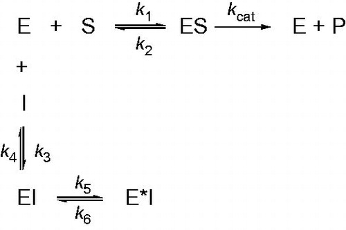 Figure 5. Scheme for time-dependent enzyme inhibition. The upper part (k1, k2, kcat) denotes turnover of the enzyme in the absence of inhibition and were calculated using traditional methods as delineated in Materials and methods section. The lower part illustrates the mechanism for a slow-binding inhibition. In simple reversible slow-binding inhibition process of the values of k3 and k4 are slow relative to enzyme turnover and k5/k6 does not occur. In enzyme isomerization, an initial binding of the inhibitor to the enzyme leads to formation of the EI complex, which undergoes an isomerization to form the new complex E*I.