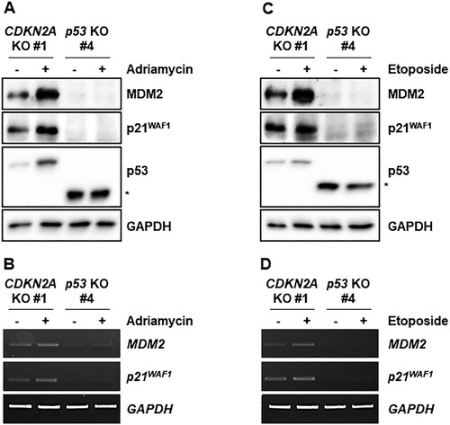 Figure 4. Induction of p53 target genes by genotoxic stresses in immortalized CDKN2A-deficient marmoset skin fibroblasts. (A) Western blot analysis of p53 and its target gene products, MDM2 and p21WAF1, in immortalized p53- and CDKN2A-deficient marmoset skin fibroblasts treated with 200 ng/ml adriamycin for 4 h. (B) Assessment of adriamycin-induced p53 target gene (MDM2 and p21WAF1) transcription by semi-quantitative RT-PCR. Immortalized marmoset cells were treated as in a. The asterisk indicates truncated marmoset p53 proteins. (C) Western blot analysis of p53 and its target gene products, MDM2 and p21WAF1, in immortalized p53- and CDKN2A-deficient marmoset skin fibroblasts treated with 0.5 μM etoposide for 4 h. The asterisk indicates truncated marmoset p53 proteins. (D) Etoposide induction of p53 target gene (MDM2 and p21WAF1) transcription in immortalized marmoset cells. Semi-quantitative RT-PCR reactions were conducted with cells treated as in c.