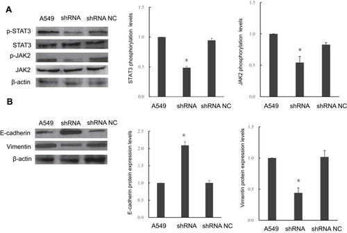 Figure 4 Transfection of STIP1 shRNA led to a reduction in the level of JAK2 and STAT3 phosphorylation and epithelial-to-mesenchymal transition. (A) STIP1 shRNA transfection resulted in reduced levels of p-JAK2 and p-STAT3 (*P< 0.05), but did not affect JAK2 or STAT3 protein levels. (B) Transfection of STIP1 shRNA led to upregulation of E-cadherin expression and suppression of vimentin expression (*P< 0.05).