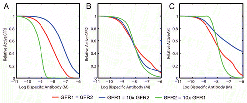 Figure 3 Ability of a bispecific to co-inhibit two pathways is dependent on relative receptor levels. The effect of a bispecific inhibitor on the active level of (A) GFR1, (B) GFR2 and (C) a common downstream signal, Akt, was simulated for cells expressing equal amounts of each target (red), ten times more of GFR1 (blue) and ten times more of GFR2 (green). Due to the lower affinity of the bispecific towards GFR1, potency of GFR1 inhibition decreases when the GFR2 level decreases (left, blue), indicating the effect of avidity. Failure to inhibit GFR1 potently leads to an inability to properly inhibit pAkt (right). The ability to inhibit GFR2 is unaffected by the level of GFR1 due the stronger affinity of the bispecific towards GFR2.