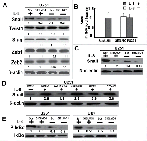 Figure 6. IL-8 binding to CXCR1 stabilizes Snail via the ELMO1-NF-κB signaling pathway. (A) Expression levels of transcription factors Snail, Twist1, Slug, Zeb1 and Zeb2 in Scr/U251 and SiELMO1/U251 cells with or without IL-8 for 24 h were detected by Western blot. β-actin was used as a loading control. (B) Expression levels of Snail mRNA in Scr/U251 and SiELMO1/U251 cells with or without IL-8 for 24 h were detected by Real time PCR. Bars, standard deviation. (C) Nuclear expression level of Snail in Scr/U251 and SiELMO1/U251 cells with or without IL-8 for 24 h was examined by Western blot. Nucleolin was used as a loading control. IL-8, 10 ng/mL. (D) U251 cells were pretreated with various inhibitors(all 20uM), BAY11–7082 (inhibitor of IκBα), SB203580(inhibitor of p38MAPK), U0126(inhibitor of ERK1/2) and LY294002(inhibitor of PI3K)for 1 h, DMSO was used as negative control. The expression level of Snail was detected by Western blot. IL-8, 10 ng/mL. (E) Expression levels of P-IκBα in Scr/U251, SiELMO1/U251, Scr/U87 and SiELMO1/U87 cells with or without 10 ng/mL IL-8 were examined by Western blot. IκBα was used as a loading control. IL-8, 10ng/mL. Quantification of relative protein levels is shown below the blots. Data were collected in this set of figures from a representative of at least 3 independent experiments (A–E).