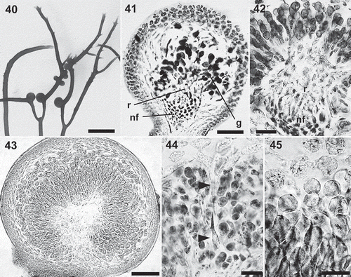 Figs 40–45. Calliblepharis hypneoides. Female structures. 40. Upper part of a female thallus with cystocarps. 41, 42. Cross-section of young cystocarps showing the basal cushion of nutritive filaments (nf), the central reticulum of interconnected cells (r) and the gonimoblasts (g) bearing carposporangia in chains. 43. Cross-section of a mature cystocarp showing the central reticulum surrounded by chains of carposporangia. 44. Cystocarp with a remnant cortical filament (arrowheads). 45. Chains of mature carpospores, with the outermost of them germinating inside the cystocarp. Scale bars = 3 mm (Fig. 40), 50 µm (Figs 41, 42, 44, 45) and 200 µm (Fig. 43).