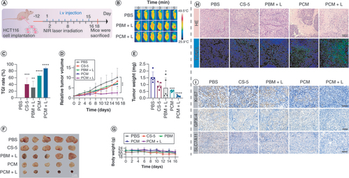 Figure 7. Bufotalin–Prussian blue biomimetic nanoparticles for dual-drug chemo-photothermal therapy in vivo. (A) The treatment regimen of the colorectal tumor model. (B) Infrared thermal image of mice within 5 min of near-infrared laser irradiation (1.2 W/cm2). (C) Tumor growth inhibition rate of tumor-bearing BALB/c mice among different groups: PBS, CS-5, PBM+L, PCM and PCM+L (**p < 0.01; ***p < 0.001; ****p < 0.0001). (D) Relative tumor volume of mice with different treatments (**p < 0.01). (E) The change of tumor weight of mice (*p < 0.05; ***p < 0.001; ****p < 0.0001). (F) The images of tumors from the mice post treatment. (G) The body weight of mice. (H) Hematoxylin and eosin staining and terminal deoxynucleotidyl transferase dUTP nick end labeling assays of tumor tissues of tumor-bearing mice after different treatments: PBS, CS-5, PBM+L, PCM and PCM+L (scale bar = 100 μI). (I) Immunohistochemical staining of Ki67, GPX4 and SLC7A11 in tumor tissues with different treatments: PBS, CS-5, PBM+L, PCM and PCM+L (scale bar = 100 μm).CS-5: Bufotalin; L: Laser; PBM: PB@M; PBS: Phosphate-buffered saline; PCM: Bufotalin–Prussian blue biomimetic nanoparticle; TGI: Tumor growth inhibition.