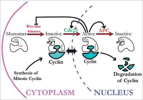 Figure 1. Current view of how cyclin-dependent kinase 1 (Cdk1) activity is regulated by inhibitory and activating phosphorylation. Stable Cdk1 kinase subunits are bound by newly synthesized mitotic cyclins during S and G2 phases and subject to activating phosphorylation on threonine-161 (T161) residue by CAK kinases, but kept inactive via inhibitory phosphorylation on Y15 and T14 residues by Wee1-like inhibitory kinases (Myt1 and Wee1, in metazoans). During interphase, these Cdk1/cyclin complexes can shuttle between the cytoplasm and nucleus. To initiate mitosis, Cdk1/cyclin complexes must be activated by Cdc25 phosphatases that remove inhibitory phosphates from Cdk1. Active Cdk1 can then initiate a positive feedback loop that inactivates Wee1 and Myt1 kinases and further activates Cdc25 phosphatases, creating a burst of Cdk1 activity that initiates mitosis. This mechanism is re-set during mitosis by Cdk1 activation of the APC/C complex, extinguishing Cdk1 activity via ubiquitin-mediated cyclin proteolysis.