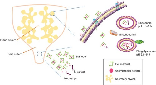 Figure 4 The mechanism of nanogel releasing drug in the mammary.Abbreviation: S. aureus, Staphylococcus aureus.