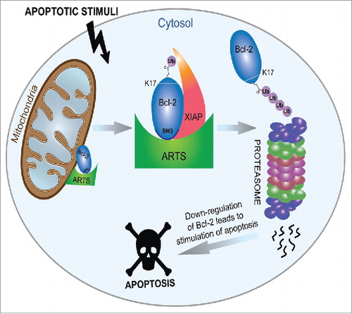 Figure 1. Regulation of Bcl-2 stability by ARTS and XIAP. ARTS brings XIAP and Bcl-2 into a ternary complex leading to ubiquitylation and degradation of Bcl-2 by XIAP to promote apoptosis. In living cells both ARTS and Bcl-2 are localized at the outer membrane of the mitochondria. Upon induction of apoptosis ARTS and Bcl-2 accumulate in the cytosol. ARTS binds directly to both XIAP and to the BH3 domain in Bcl-2 enabling the formation of ternary complex. Thus, ARTS serves as an adaptor protein bringing XIAP containing an E3-ligase activity in close proximity to Bcl-2. This induces the ubiquitylation of lysine 17 (K17) in Bcl-2 and its degradation by the proteasome. Down regulation of Bcl-2 levels promotes a series of cellular events leading to caspase activation and apoptosis (adapted from).Citation7