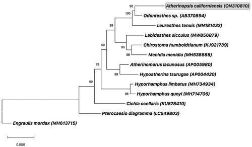 Figure 3. Consensus maximum-likelihood phylogenetic tree of the complete mitogenome of jack silverside Atherinopsis californiensis (GenBank accession no. ON310810; shown in grey box) and other fishes of Order Atheriniformes. GenBank accession numbers are provided in parentheses accompanying each taxon. The tree was rooted using the complete mitogenome from the Northern Anchovy, Engraulis mordax (Lewis and Lema Citation2019). Additional information on previously published complete mitogenomes for the following species used in this phylogenetic analysis can be found as follows: Odontesthes sp. (AB370894) (Setiamarga et al. Citation2008); Leuresthes tenuis (MN181432) (Muñoz et al. Citation2020); Chirostoma humboldtianum (KJ921739) (Barriga-Sosa et al. Citation2016); Menidia menidia (MH538888) (Lou et al. Citation2018); Hypoatherina tsurugae (AP004420) (Miya et al. Citation2003); Hyporhamphus limbatus (MH734934) (Lü et al. Citation2018); Hyporhamphus quoyi (MH714706) (Zhu et al. Citation2018), and Cichla ocellaris (KU878410) (Lin et al. Citation2017).