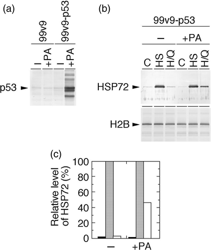 Figure 4. Cellular p53 expression and effects of heat shock and heat shock plus QCT on nuclear Hsp72 levels in human p53-inducible cells. 99v9 cells having deleted p53 and their derivative 99v9–p53 cells having ponasterone A (PA)-inducible vectors for human wild-type p53 gene were used. (a) After treatment with or without PA for 24 h, whole-cell proteins were extracted and analysed with Western blotting. p53 was visualized using anti-p53 antibody. (b) After treatment with or without PA for 24 h, exponentially growing 99v9–p53 cells were heat-shocked at 43°C alone for 2 h or concomitantly with QCT (150 µM). Control cells were neither heat-shocked nor treated with QCT. Nuclear proteins were extracted immediately after heat shock and analysed with Western blotting. Hsp72 was visualized using anti-Hsp72/73 antibody. C, control (without any treatment); HS, heat shock; H/Q, heat shock plus QCT. (c) The intensity of the band indicated in (b) was measured by densitometry and the relative level of Hsp72 protein was calculated. The protein level detected in the heat-shocked cells was determined as 100%. Filled column, control; dotted column, heat shock; open column, heat shock plus QCT.