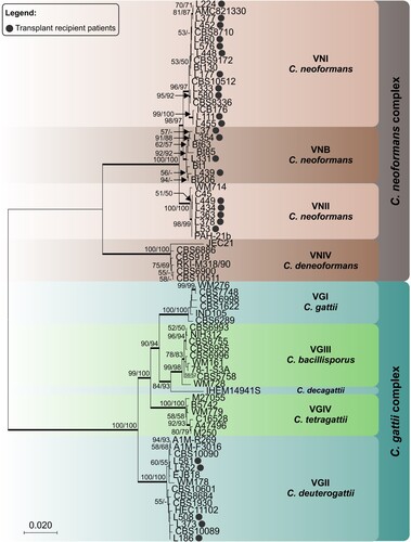Figure 2. Phylogenetic relationships as inferred from a maximum likelihood analysis of CAP59, LAC1, PLB1, SOD1, URA5, TEF1 and IGS1 sequences from 82 strains of C. neoformans and C. gattii from transplant patients and 63 reference strains, covering the main molecular types described. The numbers close to the branches represent indices of support (maximum likelihood/neighbor-joining) based on 1000 bootstrap replications. The branches with bootstrap support higher than 70% are indicated in bold.