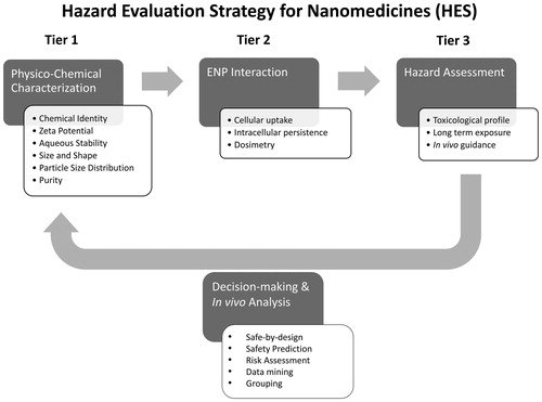 Figure 2. Hazard Evaluation System for Injectable Nanoparticles (HES). The HES hazard evaluation strategy is based on a three-tiered approach, which combines physicochemical characterization of engineered nanoparticles (ENP), ENP interaction, and hazard assessment. This test strategy can be used to (i) determine if a given ENP qualifies as a parentally administered medical application and (ii) identify potential safety issues of injected nanomedicines at early stages of their development. Furthermore, linking the findings from tiers 2 and 3 to the physicochemical properties determined in tier 1 can serve as the basis for in vivo testing strategies, risk assessment strategy set up and future grouping criteria. This will help to design and optimize ENP through safe-by-design principles and support personalized medicine initiatives.
