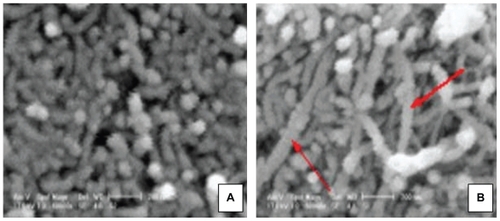 Figure 4 Scanning electron microscopy images of A carboxylated multiwalled carbon nanotubes and B benzimidazole multiwalled carbon nanotubes.
