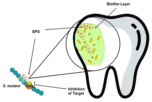 Figure 1 The mechanism of biofilm inhibition is by inhibiting the gluconastransferase enzyme of S. mutans as a catalyst for EPS formation. Unavailable EPS causes bacteria not to colonize to form biofilms.Citation18