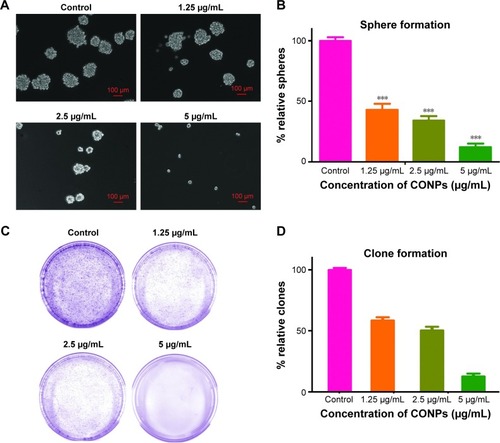 Figure 4 CONPs attenuated the stemness of prostate cancer cells.Notes: (A) Image of prostate cancer cell spheres treated with CONPs at different concentrations. (B) Statistical analysis of the number of spheres formed. The number was significantly decreased by CONPs treatment in a dose-dependent manner (***P<0.001, ANOVA assay). (C) Image of plate clone formation of prostate cancer treated with CONPs at different concentrations. (D) Statistical analysis of the number of plate clones formed. The number was significantly decreased by CONPs treatment in a dose-dependent manner (***P<0.001, ANOVA assay).Abbreviation: CONPs, cuprous oxide nanoparticles.