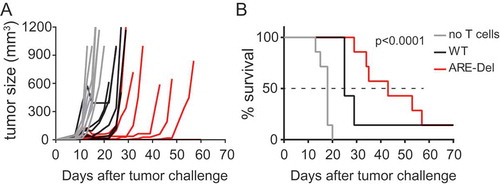 Figure 3. Sustained IFN-γ production by ARE-Del TILs results in superior anti-tumor responses. (A) Tumor size and (B) survival of B16-OVA tumor-bearing mice that were treated with 2 × 106 WT OT-I, or 2 × 106 ARE-Del OT-I T cells, or left untreated (no T cells) at day 7 after tumor injection. Lack of survival was defined as death or tumor size > 1000 mm3. Data represent 2 independently performed experiments. [n = 7 mice/group; Gehan-Breslow-Wilcoxon test; p < 0.0001].