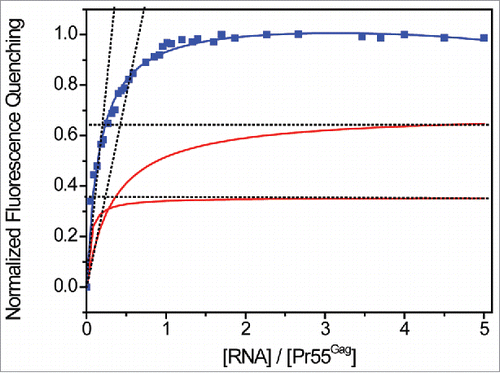 Figure 4. Analysis of the stoichiometry of Pr55Gag binding to gRNA. Increasing RNA concentrations were added to 50 nM Pr55Gag. The experimental data (blue curve) expressed as normalized fluorescence quenching were reported vs the molar ratio of total [RNA] / [Pr55Gag]. Since two classes of Pr55Gag binding sites were detected in N1-600WT RNA, we traced the 2 fluorescence binding curves (red curves) each corresponding to a couple of parameters Kdn and Bn (n = 1,2, Table 2). For each curve, we determined graphically the stoichiometry of the complexes of affinity Kd1 and Kd2 as previously described.Citation112