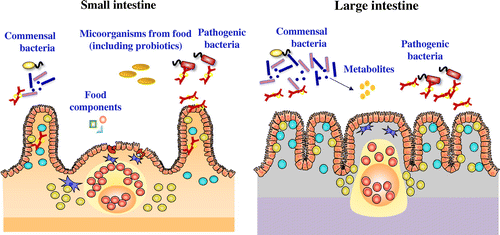 Figure 1. The intestinal immune system.