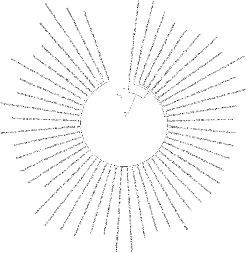 Figure 3. Phylogenetic tree showing the relation of strain 1M to other Streptomyces species based on the comparative analysis of the sequence of their 16S rDNA gene.