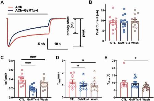 Figure 1. Accelerating desensitization of whole-cell nAChR currents by GsMTx-4 in C2C12 myotubes. (a), Sample traces of whole-cell nAChR currents were generated by the perfusion of 5 µM ACh with/without 1 µM GsMTx-4 in C2C12 myotubes. Holding potential = −70 mV, whole-cell mode. The solid black line indicated the application duration of the ACh or ACh/GsMTx-4. (b), ACh-induced peak current amplitude before (CTL), during (GsMTx-4) and after (Wash) bath perfusion of 1 µM GsMTx-4 (n = 11). (c), The ratio of the current of the steady state to the peak amplitude (n = 11). D-E, The fast (d) and slow (e) components of the desensitization constant of the whole cell currents described the effect of GsMTx-4 on the rate of nAChR desensitization (n = 11). * p < 0.05 and ***P < 0.001, one-way ANOVA analysis followed by Dunnett’s test in B-E