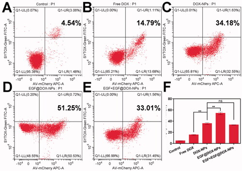 Figure 3. In vitro apoptosis. (A–E) Typical flow cytometry profiles showing apoptotic cells (DOX concentration: 10 µg/mL). (F) Apoptosis rate of A549 cells treated with different drugs for 24 h. (Mean ± SD; n = 3). ns: no significance, ** p < .01.