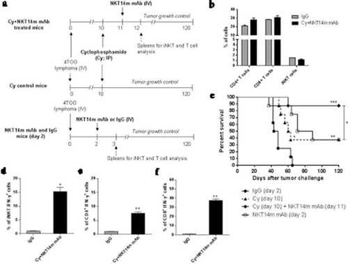 Figure 3. Treatment with cyclophosphamide following NKT14m mAb administration induces a potent antitumor response against B-cell lymphoma.(a) Timeline of mice treatment with cyclophosphamide (Cy) and NKT14m mAb, and spleens harvest for iNKT and T-cell analysis. Balb/c mice (n = 8/group) were treated with Cy (70mg/kg; ip) 10 days after tumor challenge. One group of Cy treated mice received a single dose of NKT14m mAb (100μg/mice, iv) 24 hours after Cy injection (Cy+ NKT14m mAb). Another group of mice received a single dose of NKT14m mAb (100μg/mice, iv) 2 days after tumor challenge. Mice were monitored daily for survival. Spleens of control IgG and Cy+ NKT14m mAb groups were harvested 24 hours after each treatment (day 3 and day 12, respectively) for iNKT and T-cell analysis. (b) Percent of iNKT, CD4+ and CD8+ T cells were analyzed from spleens (n = 3) of mice treated with Cy+ NKT14m mAb and control IgG at day 12 after tumor challenge. n/s: no significance. (c) Survival analysis of treated mice as described in (a). Data represents survival from one of three independent experiments. *p < 0.05; **p < 0.01; ***p < 0.001. Splenocytes (n = 3) from Cy+ NKT14m treated mice were analyzed by flow cytometry for IFN-γ producing (d) iNKT, (e) CD4+ and (f) CD8+ T cells, 24 hours (day 12) after Cy+ NKT14m treatment. Data are represented as mean ± SEM. *p < 0.05; **p < 0.01.