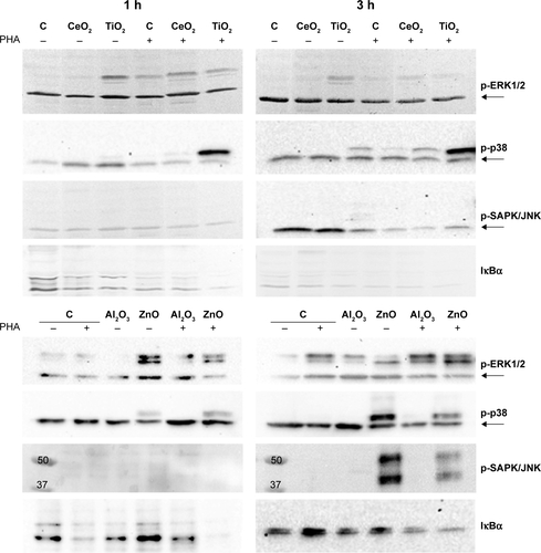 Figure S2 Western blot showing the expression of p-ERK (1,2), p-p38, p-SAPK/JNK, and IκBα in Jurkat cells, either untreated (control cells, C) or treated with 100 μg/mL CeO2, TiO2, Al2O3, and 50 μg/mL ZnO Nps.Note: Cells were prestimulated (+PHA) or not (−PHA) with PHA.Abbreviations: ERK, extracellular signal-regulated kinase; h, hour; IκBα, nuclear factor kappa-light-chain-enhancer of the activated B-cell inhibitor; JNK, c-Jun amino-terminal kinase; Nps, nanoparticles; PHA, phytohemagglutinin; SAPK, stress-activated protein kinase.