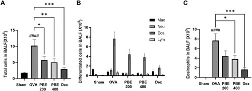 Figure 2. Effects of Protaetia brevitarsis seulensis larvae extract (PBE) on inflammatory cell infiltration in bronchoalveolar lavage fluid (BALF). Total cells (A), differentiated cells (B), and eosinophils (C) were counted in BALF. Sham, normal control group; OVA, ovalbumin-induced airway inflammation group; PBE200, OVA group treated with 200 mg/kg of PBE; PBE400, OVA group treated with 400 mg/kg PBE; DEX, OVA group treated with 5 mg/kg dexamethasone. ####p < 0.001 compared to the sham group. *p < 0.05, ***p < 0.005 compared to the OVA group.