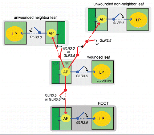 Figure 8. Model for the molecular, cellular, and anatomical bases of the systemically transmitted wound-induced electrical potentials in Arabidopsis thaliana. Wild type A. thaliana plants generate 2 major types of electrical signals upon wounding that can be recorded in unwounded leaves, namely an action potential (AP) in the SE/CC network of the phloem, and a long potential (LP) in unknown cell populations, outside of the SE/CC network. The model proposes that GLR3.3 and GLR3.6 have a redundant function in sending the AP to unwounded leaves via the SE/CC network. GLR3.5 functions as an off-switch that blocks the transmission of the AP to non-neighbor leaves. However, the AP sent to the neighbor leaf in this mutant is significantly small, compared with that of wild type plants (c. 30 mV), and therefore, it may act as a partial on-switch for the transmission of the AP between neighbor leaves. This is not shown in the model, as it emphasizes “all or none” phenotypes. GLR3.6 is essential for the occurrence of the wound-induced long potential. The model proposes that the GLR3.6-dependent LP is not independently propagated between leaves, but induced locally by the phloem-propagated AP. Therefore, the AP represents primary excitation, and the LP represents secondary excitation. This model suggests that the fine coordination of the expression of these GLR channels results in a highly regulated spatial distribution of stimulus-induced electrical signals in plants.