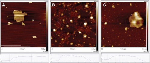 Figure 3 AFM height images of (A) GO sheets, (B) GO and SGI complex, and (C) GO and ssDNA complex on mica substrates.Abbreviations: GO, graphene oxide; SGI, SYBR Green I; AFM, atomic force microscopy; ssDNA, single-stranded DNA.