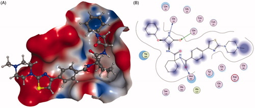 Figure 13. The interactions between 47 and Cat K from molecular modelling. (A) The pocket is shown in electrostatics representation. (B) The detailed interactions between 47 and Cat K. The molecular docking is calculated by AutoDock Vina. Green line: Sidechain hydrogen bond; Blue line: Backbone hydrogen bond.