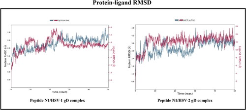 Figure 3. RMSD plot of the peptide N1 with HSV-1 gD and HSV-2 gD protein.