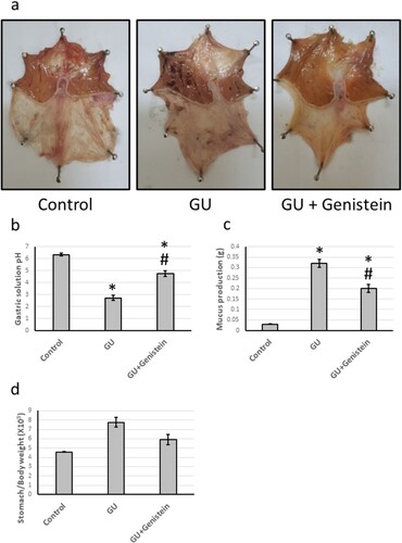 Figure 1. Effect of gastric ulcer (GU) and 25 mg/kg genistein on stomach morphology (a), showing normal appearance of the stomach from a control rat. The stomach of the GU rat showed mucosal hemorrhagic lesions and areas of ulceration. The stomach from the genistein group showed great reduction in hemorrhage and ulcer areas. (b) represented gastric solution pH, (c) represented mucus production and (d) represented stomach/body weight ratio (d). * Significant difference as compared with control group at p < 0.05. # Significant difference as compared with GU group at p < 0.05.