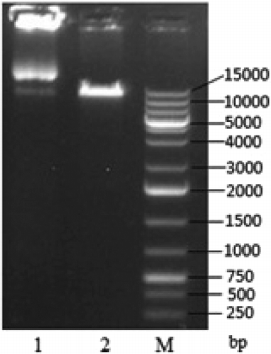 Figure 3. Identification of recombinant vector pPIC9K-TS2T by single enzyme digestion. Lane 1, non-linearized plasmid; Lane 2, linearized plasmid pPIC9K-TS2T (SacI); M, DL15000 DNA Maker.