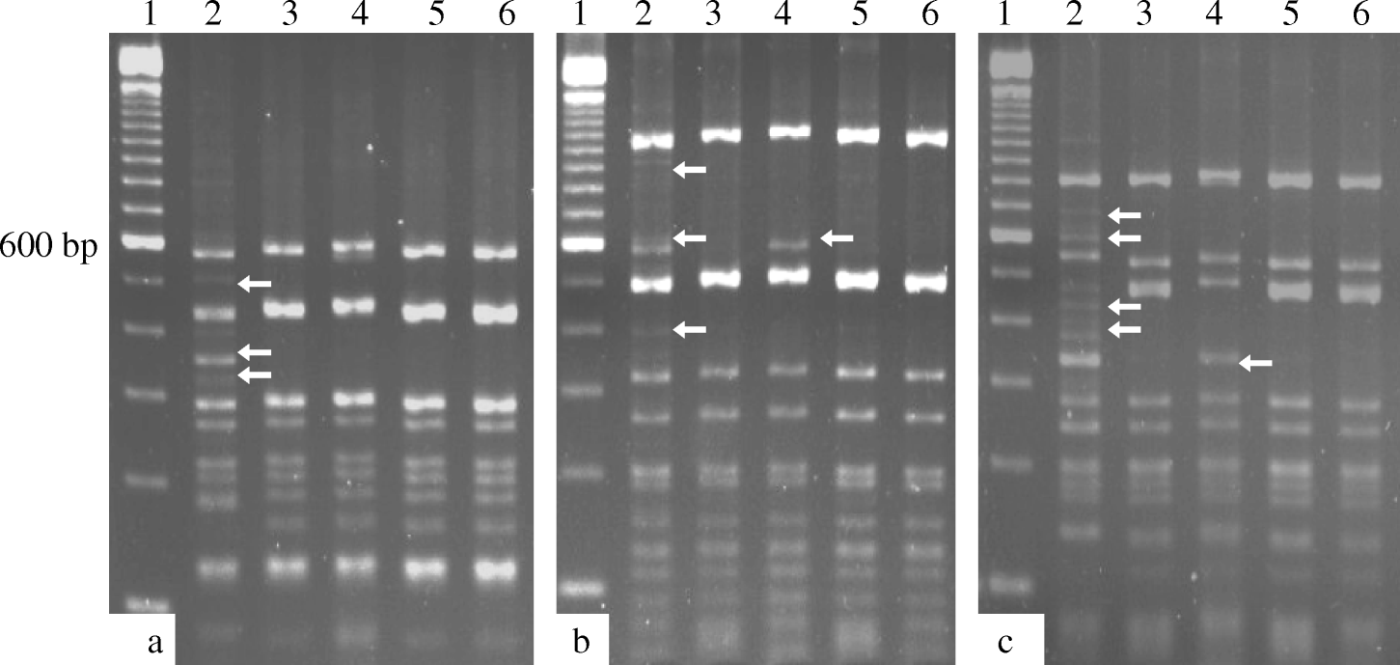 Figure 1.  HaeIII (1a), MspI (1b) and HinP1I (1c) digests of the 4.9 kb PCR product from the ICP4 gene from the vaccine strains and representative Brazilian field isolates of ILTV. Arrows indicate differences in the RFLP patterns. Lane 1, molecular size marker (100 bp; Invitrogen®); lane 2, USP-1; lane 3, USP-7; lane 4, TCO strain; lane 5, CEO 1 strain; lane 6, CEO 2 strain.