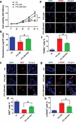 Figure 6. Effects of NAC in PTC-209-treated primary mouse Leydig cells. (a) MTT assay in primary mouse Leydig cells treated with DMSO (Ctr), 10 μM PTC-209 and 500 μM NAC for the indicated time points. Sample number = 6. (b) Testosterone levels in primary mouse Leydig cells treated with DMSO, 10 μM PTC-209 and 500 μM NAC for 96 h. Sample number = 6. (c) Immunostaining of KI67 in primary mouse Leydig cells treated with DMSO, 10 μM PTC-209 and 500 μM NAC for 96 h. (d) Quantification of c. Sample number = 3. (e) TUNEL assay for primary mouse Leydig cells treated with DMSO, 10 μM PTC-209 and 500 μM NAC for 96 h. (f) Quantification of e. Sample number = 3. (g) Immunostaining of γ-H2AX in primary mouse Leydig cells treated with DMSO, 10 μM PTC-209 and 500 μM NAC for 96 h. (h) Quantification of g. Sample number = 3. Scale bar: 20 μm. * p < 0.05; **p < 0.01, one-way ANOVA.