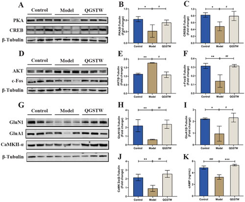 Figure 7. Effects of QGSTW on the protein expression levels of AKT, c-Fos, GluN1, GluA1, CaMKII-α, PKA, CREB, and cAMP in d-galactose-injured mice. (A) Western blotting was performed to measure the protein expression of PKA and CREB. Quantitative analysis of the protein expression of PKA (B) and CREB (C). Representative immunoblot (D) and quantification of AKT (E) and c-Fos (F) levels in mice. (G) Representative Western blots and histograms showing the total protein levels of GluN1 (H), GluA1 (I), and CaMKII-α (J) in mice. (K) cAMP levels were analyzed by ELISA. Compared with the control group: *p < 0.05; **p < 0.01; ***p < 0.001. Compared with the model group: #p < 0.05; ##p < 0.01; ###p < 0.001. One-way ANOVA was used for all data analyses. The data are presented as the mean ± SEM (n = 3 mice per group).