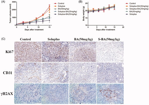 Figure 9. Soluplus-BA micelles inhibit tumor growth in vivo. (A) 4T1 cells were inoculated into the armpits of mice, and the mice were orally administered with PBS, Soluplus, free BA (50 mg/kg), Soluplus-BA (25 mg/kg) and Soluplus-BA (50 mg/kg). Tumor volume was recorded every three days. (B) Body weight. (C) Immunohistochemistry analysis of the expression of Ki67, CD31 and γH2AX (Bar = 200 µm). S-BA: Soluplus-BA micelles. **p < 0.05 vs. control group, ##p < 0.05 vs. free BA group.