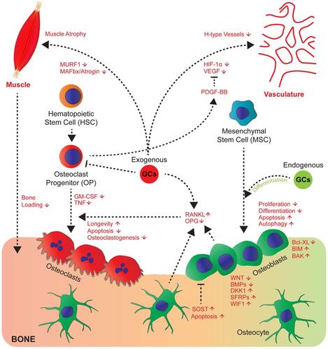 Figure 1 Glucocorticoids affect numerous pathways involved in bone metabolism. Endogenous glucocorticoids (green) promote the differentiation of osteoblasts. Exogenous glucocorticoids (red) inhibit the proliferation and differentiation of osteoblasts and promote their apoptosis. They increase the RANKL/OPG ratio which promotes the osteoclast lifespan and therefore bone resorption. They induce muscle atrophy and disrupt vasculature through modulation of signaling molecules such as VEGF and PDGF-BB.