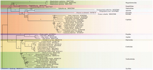 Figure 1. Phylobayes tree based on the combined data of 10 unsaturated amino acids. The numbers above each node are posterior probabilities. The accession number for each species is indicated after the Latin name.