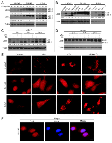 Figure 1. Induction of autophagy by VPA treatment in LNCaP and PC-3 cells, but not in DU145 cells. Autophagy was measured by LC3-II western blot analysis (A–D) and LC3B immunofluorescence microscopy (E and F). Cells were treated with indicated concentrations of VPA for 24 h (A), or 10 mM VPA for 24 h in the presence or absence of 25 μM chloroquine (CQ) (B), or 10 mM VPA for indicated time lengths in the presence or absence of 25 μM CQ (C and D). Total proteins were extracted by 2× SDS-PAGE loading buffer. LC3A and LC3B were probed by western blotting, respectively. TUBB was used as loading control. The relative densitometry values under each LC3 blot is the ratio of LC3-II (16 kDa) densitometry to that of TUBB. A dash (−) indicates that no LC3-II band was observed. Data are from one of three independent experiments with similar results. (E and F) Cells were treated with 10 mM VPA and/or 25 μM CQ (E) or 2 μg/ml rapamycin (Rapa) (F) and then immunostained with LC3B antibody followed by CF568-conjugated second antibody. Fluorescent images were obtained by fluorescence microscopy with a 100 × oil objective lens. LC3B (red) fluorescent puncta were only observed in LNCaP and PC-3 cells. Rapamycin treatment was included to confirm that autophagy was deficient in DU145 cells (B and F). Nuclei (blue) were revealed by Hochest33342 staining. Arrowheads indicate 17-kDa bands of LC3B. Scale bar: 10 μm.