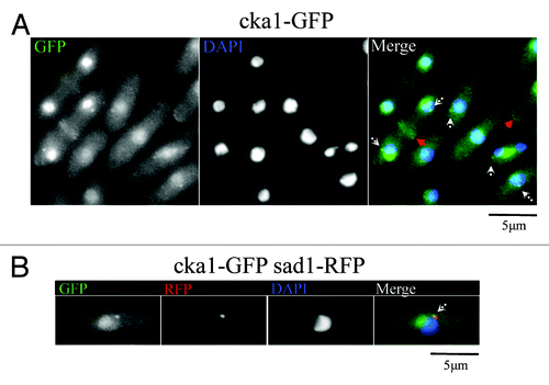 Figure 2. Cka1-GFP localizes similar to MOR pathway proteins like Nak1. (A) Fixed Cka1-GFP-expressing cells (YDM2969) were stained with DAPI. White arrows in the merge panel indicate localization of Cka1-GFP to dots that might correspond to the SPB. Red arrows indicate Cka1-GFP localization to cell septum and tips. (B) Cka1 co-localizes with the SPB marker Sad1. Fixed Cka1-GFP Sad1-RFP expressing cells (YDM3463) were stained with DAPI.