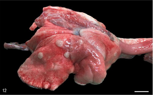 Figure 12. Case 3. Pulmonary adenomas. The right lung exhibits multifocal, white, firm, round nodules that rise the pleura. Bar = 1 cm.