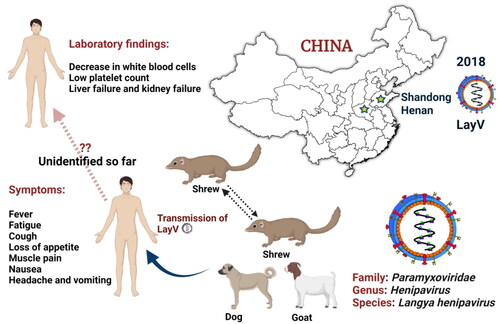 Figure 1. Emergence and zoonoses of Langya henipavirus.Langya henipavirus (LayV) has infected 35 people till so far in the eastern Chinese provinces of Shandong and Henan between April 2018 and August 2021. Strikingly, LayV has mostly infected farmers, with symptoms ranging from severe pneumonia to cough, and none of the cases seem to be linked. LayV viral RNA was identified in 27% of the 262 shrews studied and LayV antibodies were discovered in a few goats and dogs, suggesting that shrews are a reservoir for the virus.