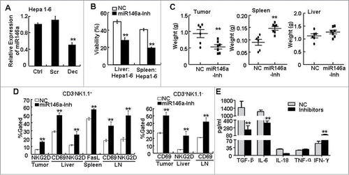 Figure 5. Inhibition of miR-146a promoted the anti-tumor immune response in vivo. (A) After transfecting STAT3 decoy ODN (Dec), scramble ODN (Scr), or Lipofectamine reagent control (Ctrl) into the murine liver cancer cell line Hepa 1–6 for 24 h, miR-146a expression was measured by qPCR analysis. (B–E) Hepa 1–6 cells transfected with miR-146a inhibitors (miR146a-Inh) or control RNA (NC) were injected s.c. into the right posterior flank of C57BL/6 mice (2 × 106 cells/mouse), and tumor-bearing mice were sacrificed after 2 weeks. (B) The inhibitory effect of freshly isolated lymphocytes from liver or spleen on the viability of naïve Hepa 1–6 cells was analyzed by MTT assay at an E:T ratio of 50:1. (C) The weight of tumor, spleen, and liver in the indicated tumor-bearing groups was measured. (D) Flow cytometry analysis was performed to examine CD69, CD25, NKG2D, and FasL levels in CD3−NK1.1+ and CD3+NK1.1− lymphocytes from tumor tissue, spleen, liver, and axillary and inguinal LNs. (E) TGF-β, IL-6, IL-18, TNF-α, and IFN-γ levels in serum were detected by ELISA assay. Data are representative of 3 independent experiments, and statistical significance was determined as **P < 0.01 and *P < 0.05 compared to control.