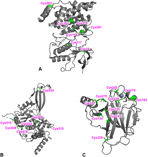 Figure 3 Overall structures of JNK3 (Protein Data Bank (PDB) code 8BZP)Citation77 (A), USP7 (PDB code 4M5W)Citation78 (B), and T-p53C (PDB code 1UOL)Citation79 (C) All cysteines in the protein structures are highlighted.