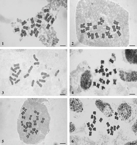 Figure 1–6 Metaphase chromosomes of Achillea species. (1) A. santolinoides subsp. wilhelmsii (2n = 18); (2) A. falcata (2n = 18); (3) A. magnifica (2n = 18); (4) A. pannonica (2n = 18); (5) A. crithmifolia (2n = 18); (6) A. nobilis subsp. neilreichii (2n = 18). Scale bar = 10 μm.