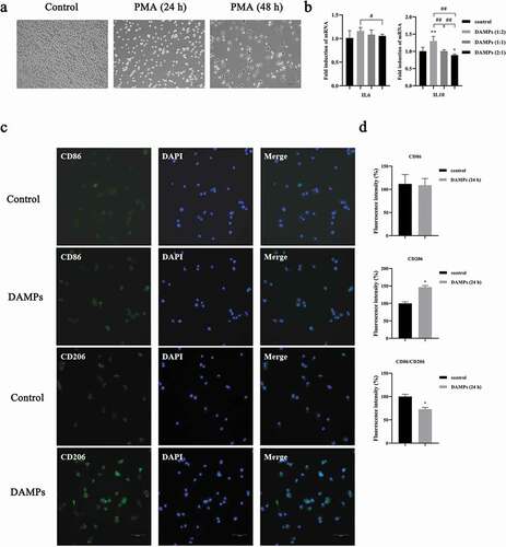 Figure 4. Low dose of oral epithelial cells-derived DAMPs promoted M2 polarization. a. Cell images of U937 cells cocultured with PMA at different time points. Scale bars, 200 µm. b. Gene expressions of IL6, and IL10 in M0 Mφs by qPCR. *, Significant difference compared with the control group. #, Significant difference compared with different groups. *, P < 0.05. **, P < 0.01. #, P < 0.05. ##, P < 0.01. c. M0 Mφs were stimulated with DAMPs at 1:2 dose, then CD86 and CD206 were immunofluorescence stained with and without DAPIs. d. Bar graphs of CD86 and CD206 immunofluorescence staining by fluorescence intensity with the Image J software (1.42q). *, P < 0.05.