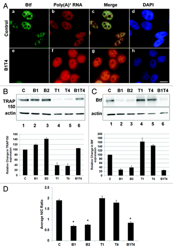 Figure 8. Cytoplasmic polyadenylated RNA increases in Btf-depleted cells when compensatory upregulation of TRAP150 is blocked. (A) HeLa cells were transfected with control siRNA or a mixture of BtfSi1 and TRAP150Si4. 72 h post transfection, the cells were processed for RNA-FISH using Texas Red-conjugated oligo-dT50 to visualize polyadenylated RNA distribution. (B, C) Immunoblots and corresponding densitometry plots showing relative expression levels of Btf or TRAP150. Beta-actin was used as a loading control. Densitometry shows the average of two replicate immunoblots. (D) Graph of nuclear vs. cytoplasmic ratio of polyadenylated RNA. Total fluorescence measurements were performed using ImageJ. Each bar represents the average ratio of pixel intensity for nuclear poly(A)+ RNA to pixel intensity for cytoplasmic poly(A)+ RNA in 25 cells from 3 independent experiments. Error bars represent s.d. of fluorescence intensities. *p values ≤ 0.05. Scale bar, 5 µm.